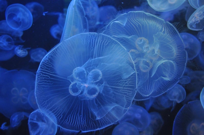 Aquarium Image