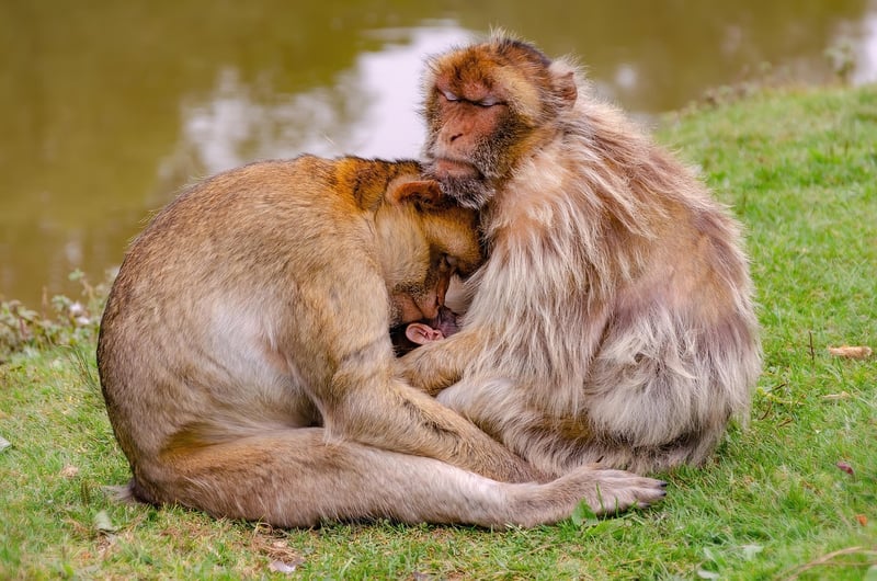 Zoo Image